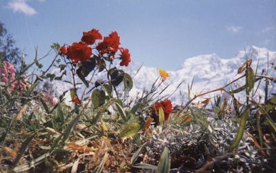 Beauté de la montagne